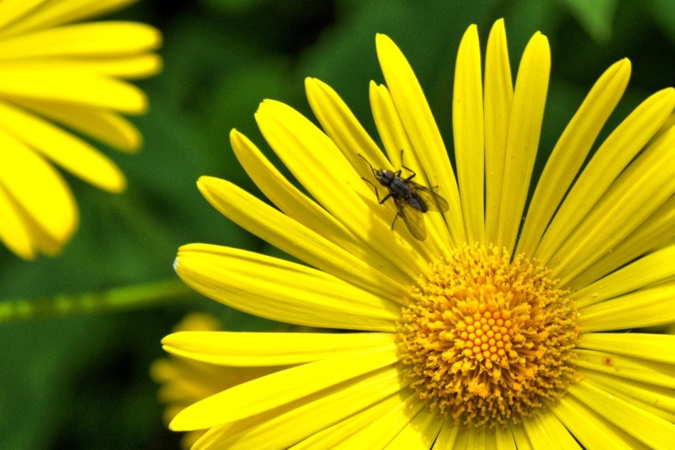 Insect on the beautiful yellow peucedanum flower