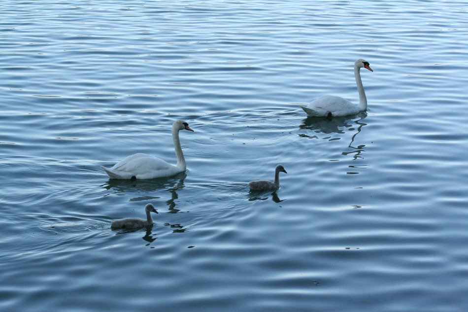 swans with chicks on a quiet lake