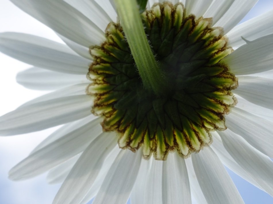 bottom of a white margarithe blossom