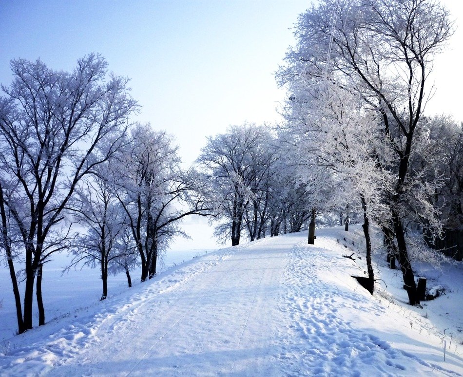 Road and trees in the winter