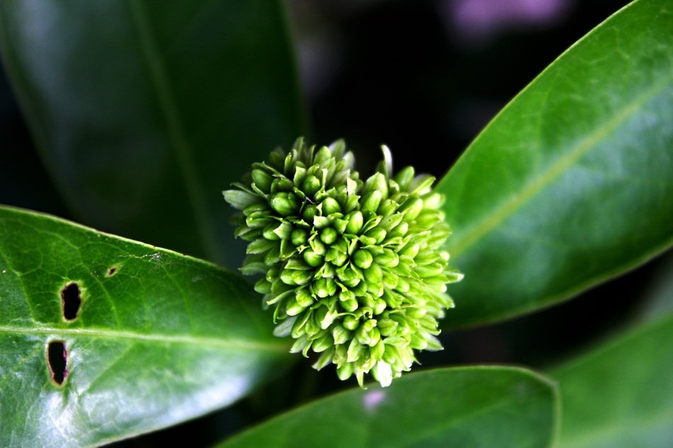 ixora pavetta, green blossom