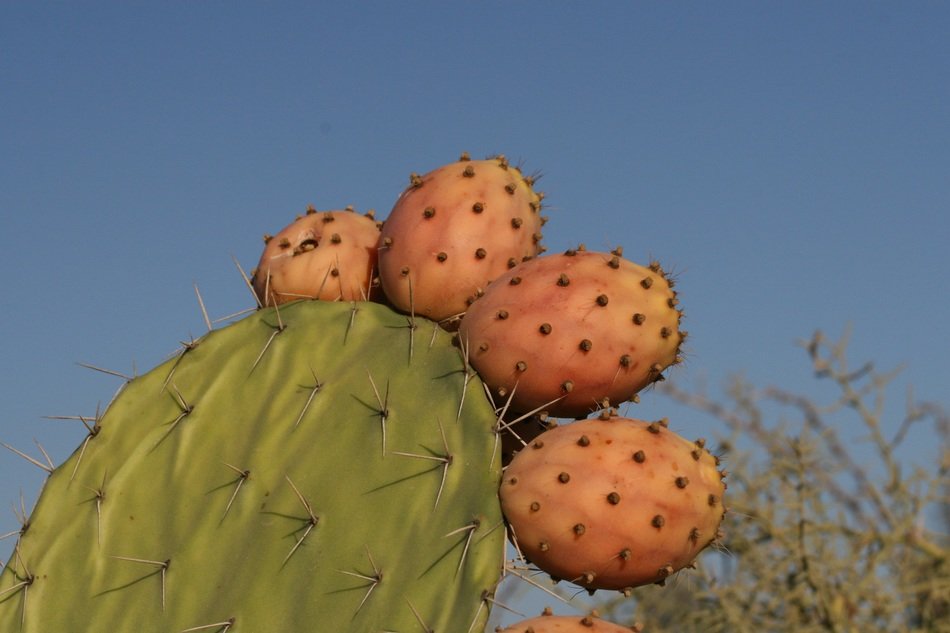 cactus with pink fruit close-up