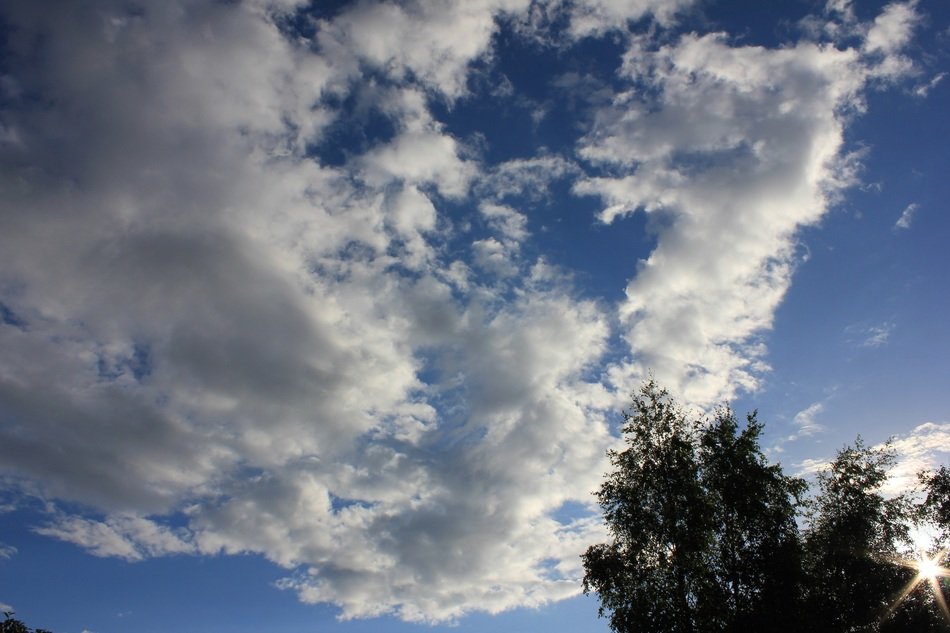 tree in the sky tranquil atmosphere outdoors
