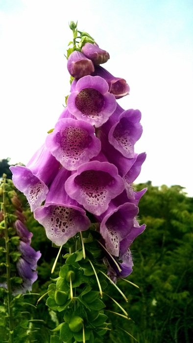 purple dotted flowers close-up