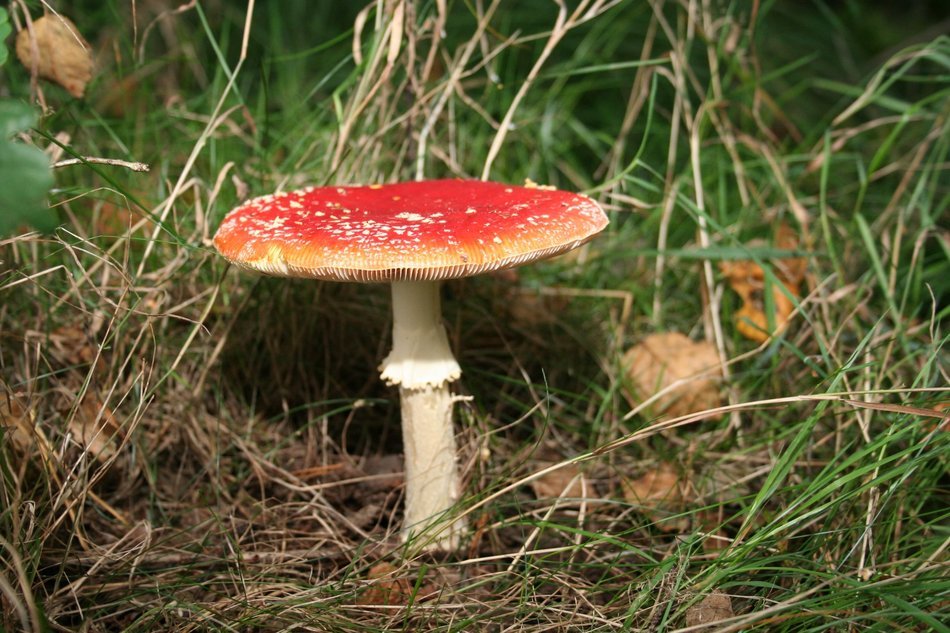 fly agaric mushroom in the forest