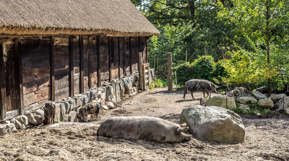 Skansen is an open-air museum in Sweden