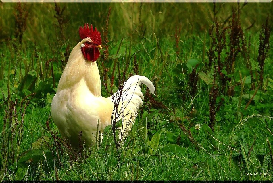 beautiful hahn cocks