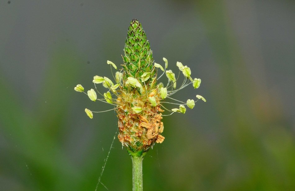 closeup photo of the plantago
