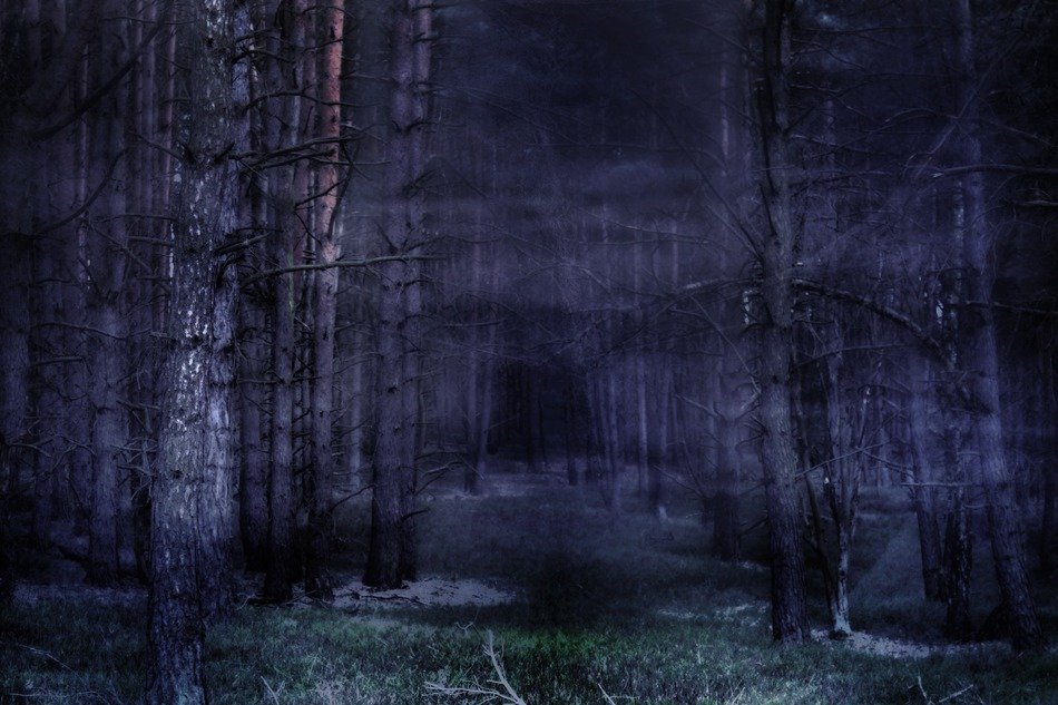 Fog in the forest