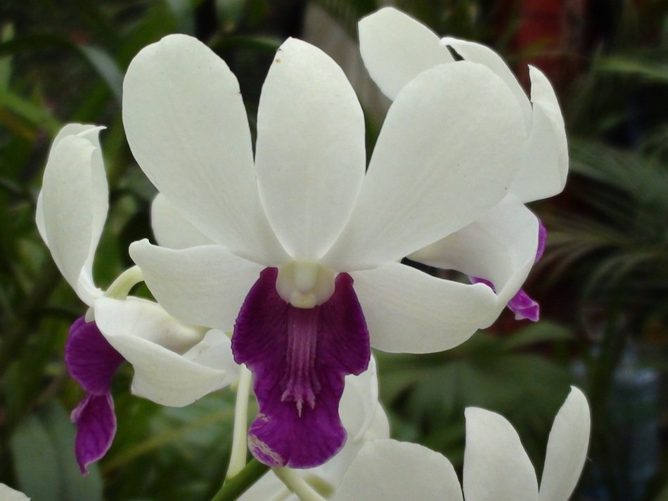 orchid in purple and white colours