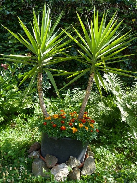 yucca gigantea and turkish cloves in a pot in the garden