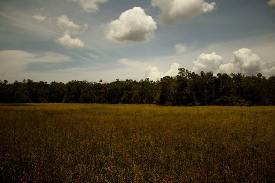 Landscape of treeline and field