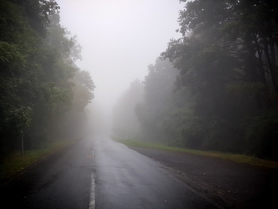 Beautiful foggy mountain road among the colorful plants on Mecsek in Hungary