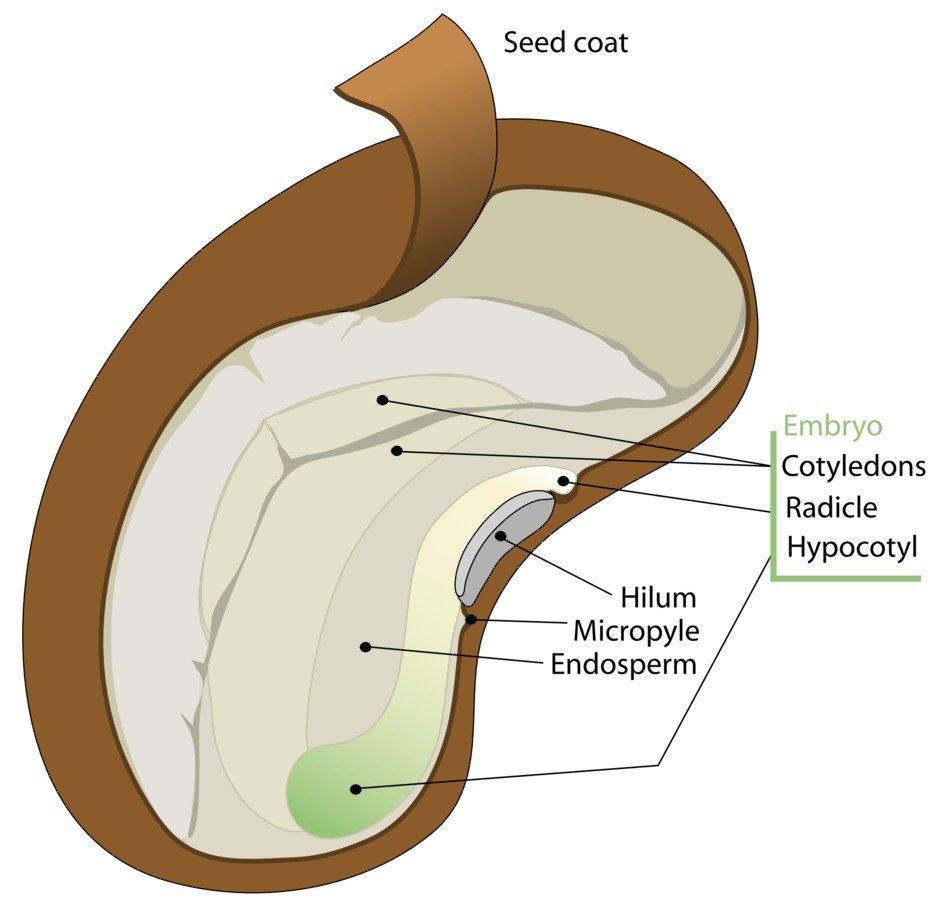 painted seed with signed parts as an illustration