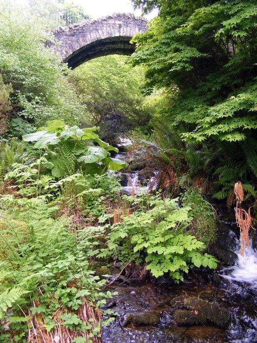 stone bridge in the fern bushes