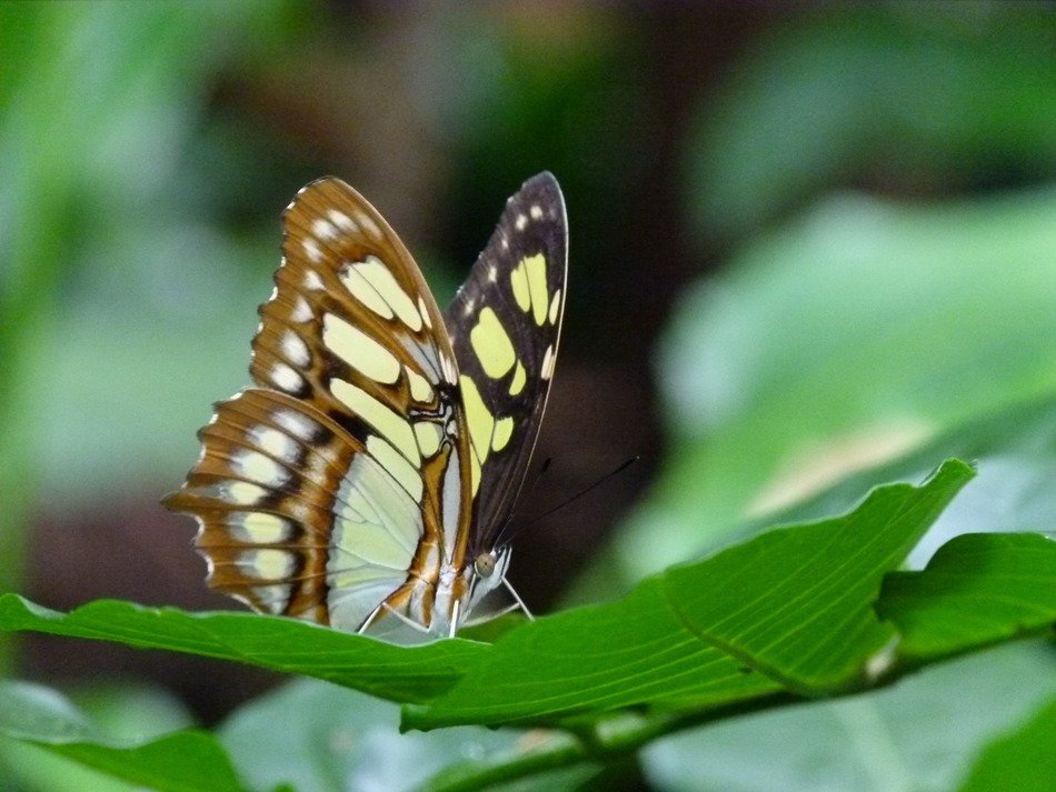 beautiful butterfly among the greenery