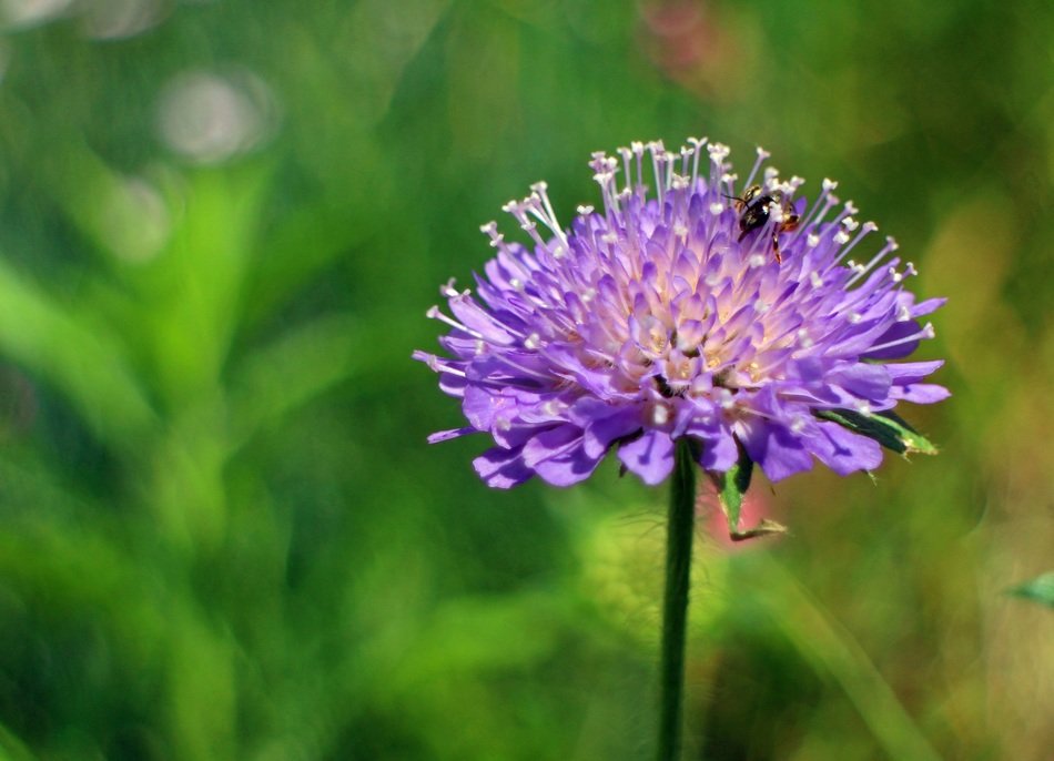 closeup picture of beetle on a purple flower on a blurred background