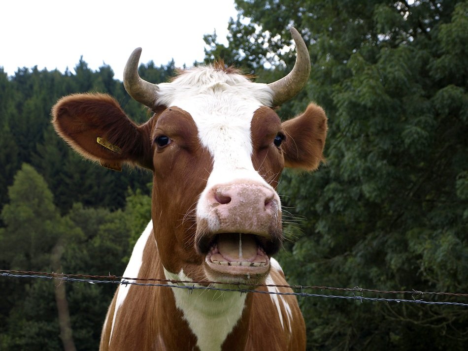 A cow in the pasture behind the fence