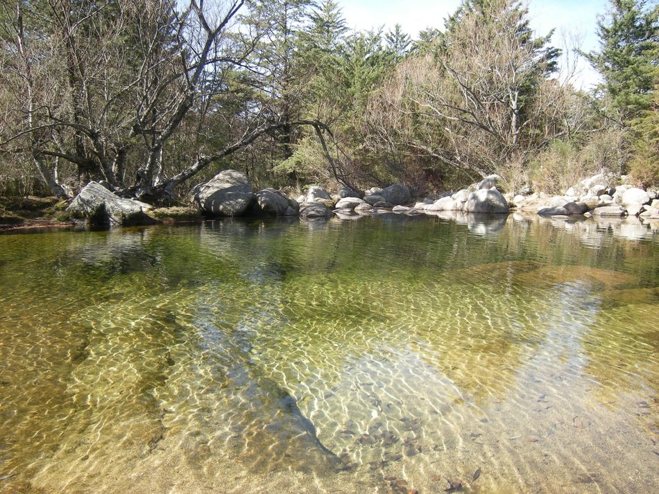 beautiful and delightful water forest