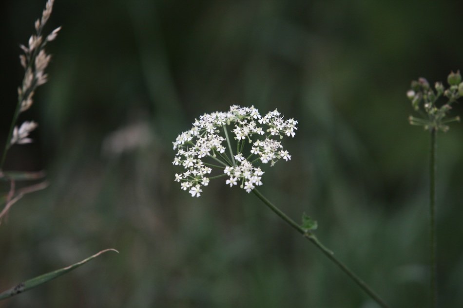 White bud of weed