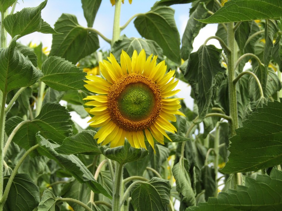 yellow sunflower in summertime