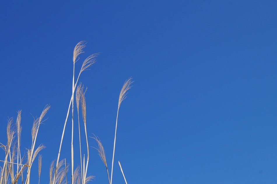 high grass on the blue sky