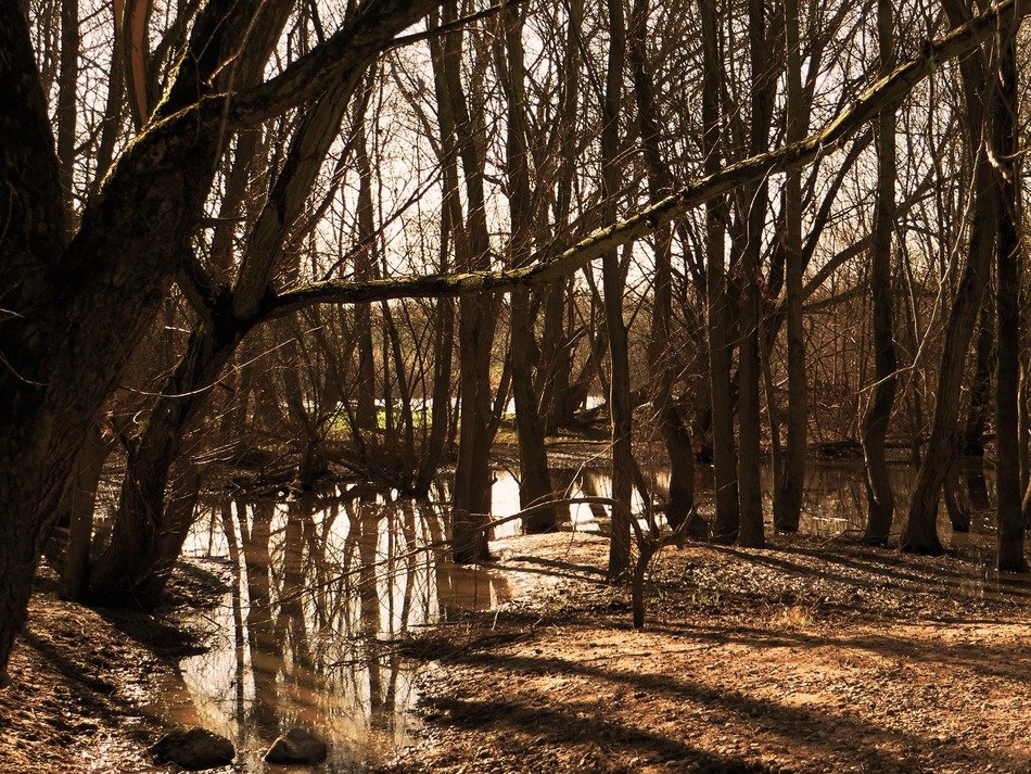 Landscape with the marsh