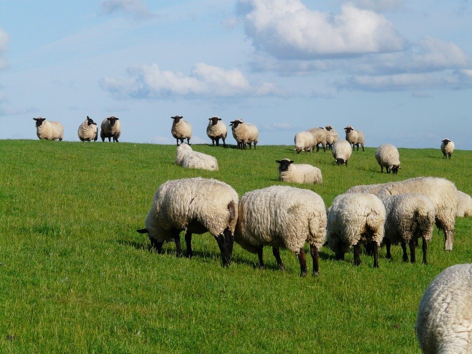 herd of sheep on a green meadow close up