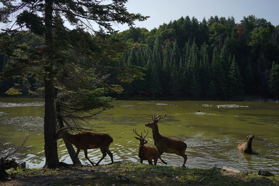 Beautiful deers near the river in the forest in Outaouais, Canada