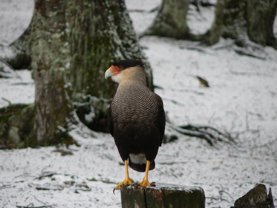 Carancho bird in nature in winter