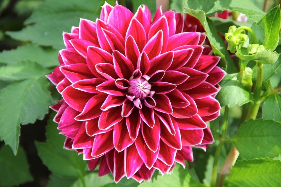 bright bud in the garden