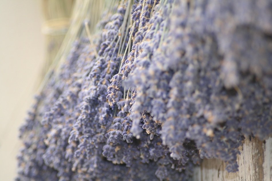 lavender as a symbol of provence