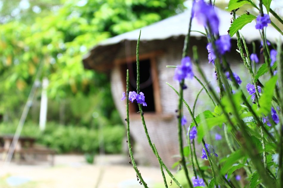 view on the hut through the blue plants