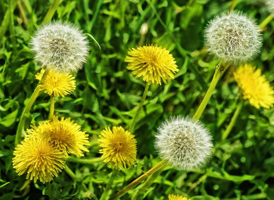 different dandelions on green grass close up