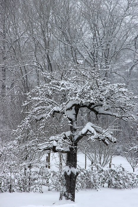 fruit trees in the snow in winter