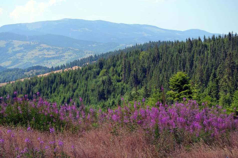 purple flowers on the slope of the Apuseni Mountains