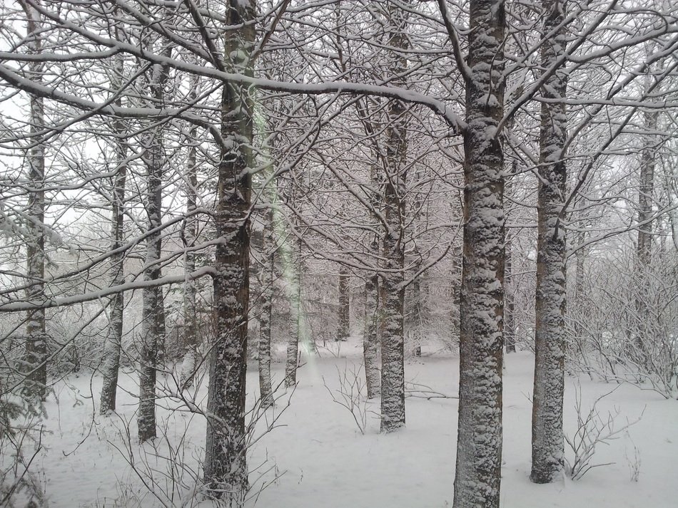 Landscape of the snowy trees