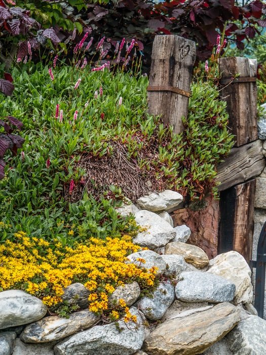 Yellow flowers on the stones