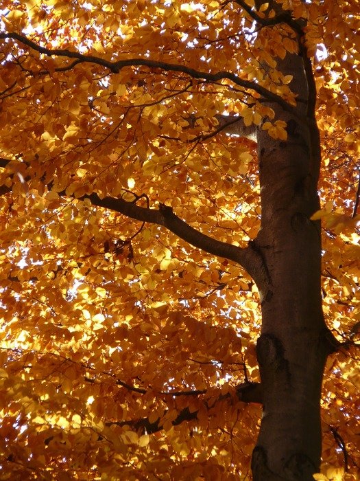 European beech in autumn