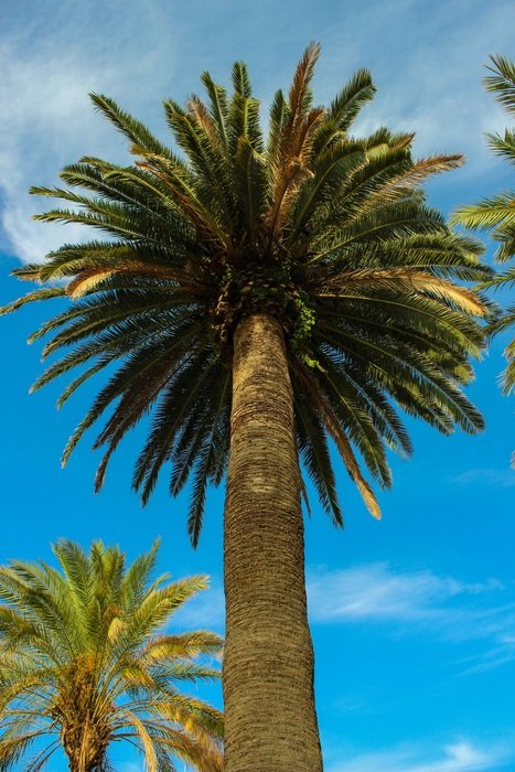 Picture of the palm tree
