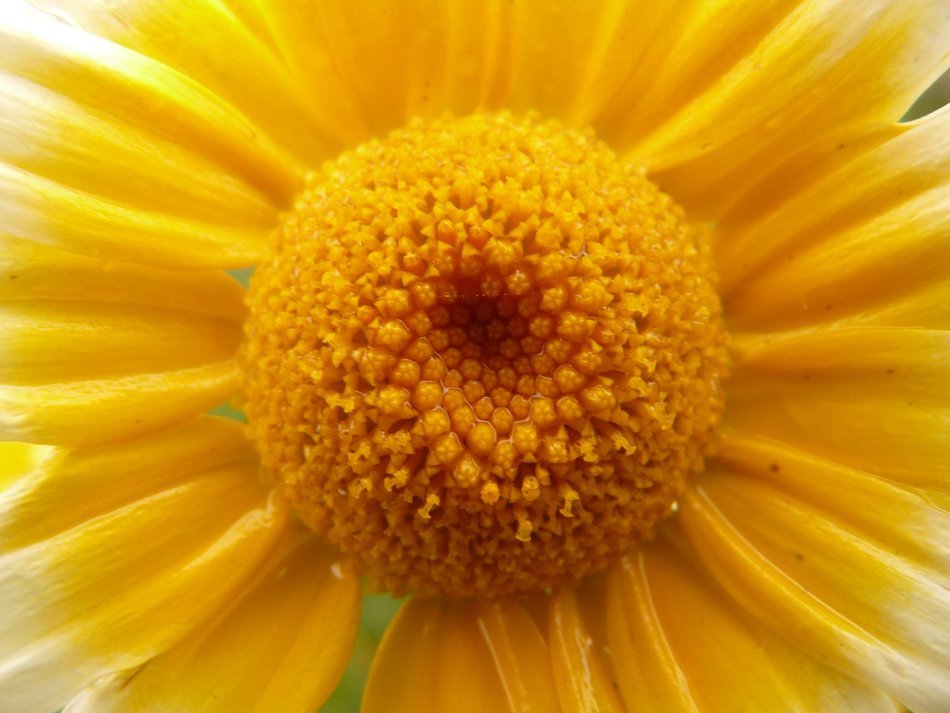picture of the yellow flower