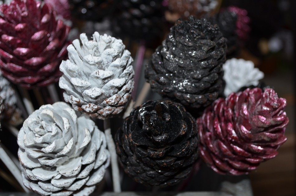 pine cones pinecones