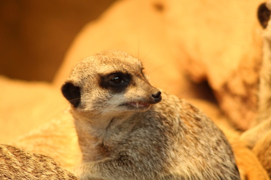 Close-up of the meerkat head with tooth