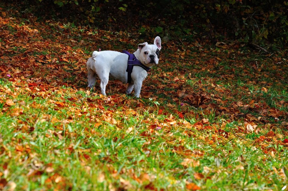 White dog on the green grass