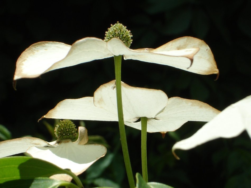 asian dogwood blossoming