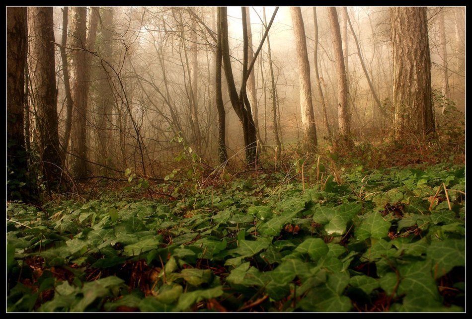 Landscape with mist in the forest