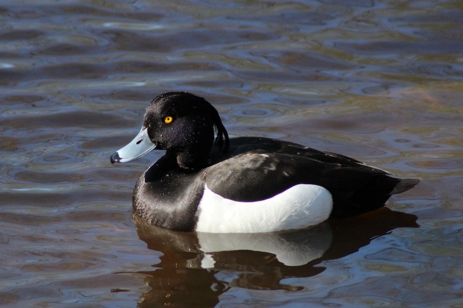 duck tufted male bird