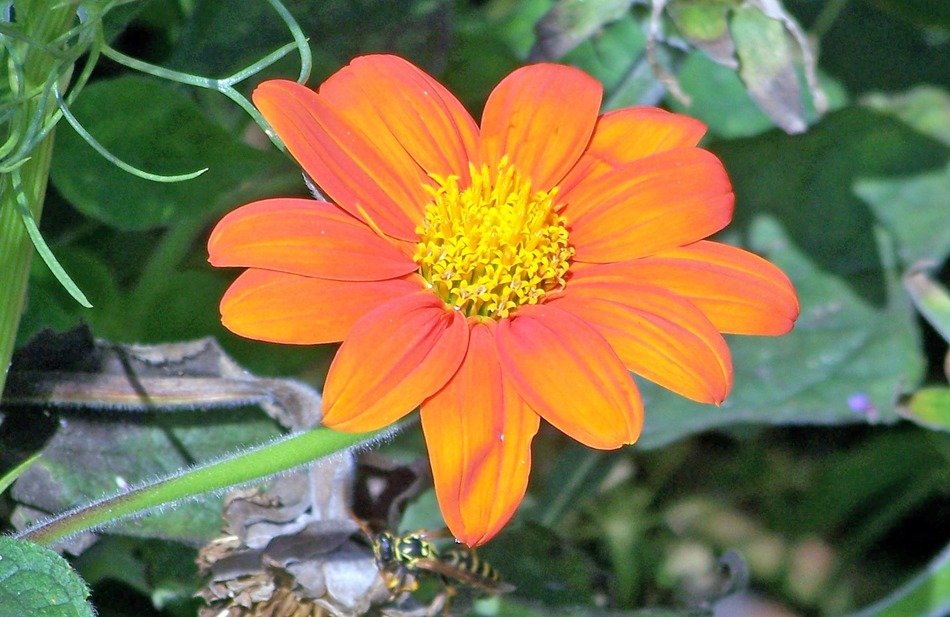 orange leaf flower agriculture
