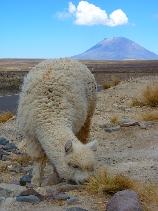 alpaca vicugna pacos