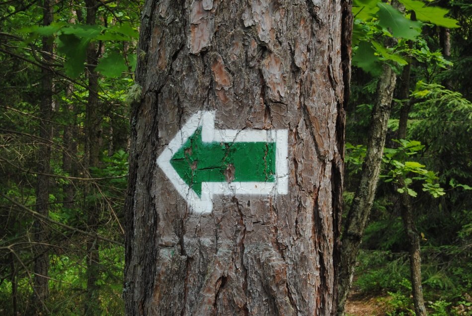 arrow hiking, konary
